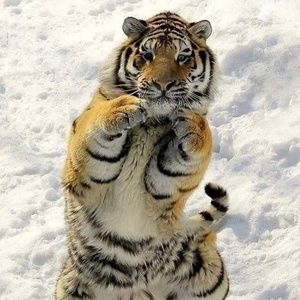 Meet your Posher, Yvonne